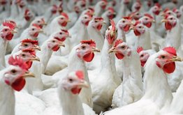 Рентабельность птицеводческих предприятий в России снизилась до 5% / Агро-Матик