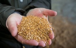 Камчатских свиней будут откармливать на зерне, выращенном в Приморье / Агро-Матик