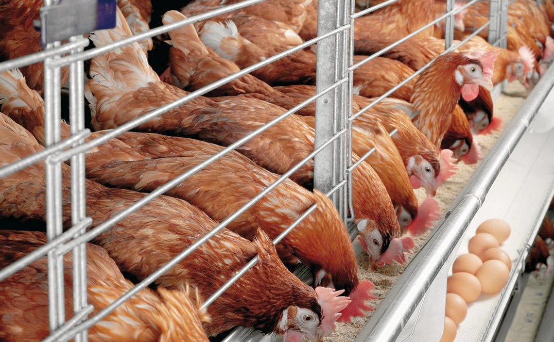 Производство премиксов для птиц в России впервые за полгода превысило 17,0 тыс.тонн / Агро-Матик