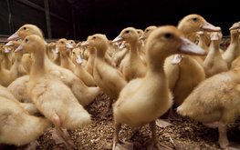 Губернатор Ростовской области утвердил порядок поддержки производителей индейки и утки / Агро-Матик