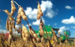 Экспортную пошлину на сою могут поднять до 20% / Агро-Матик