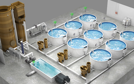 RAS @ EAS: новый блок мероприятий по УЗВ в рамках EAS Aquaculture / Агро-Матик