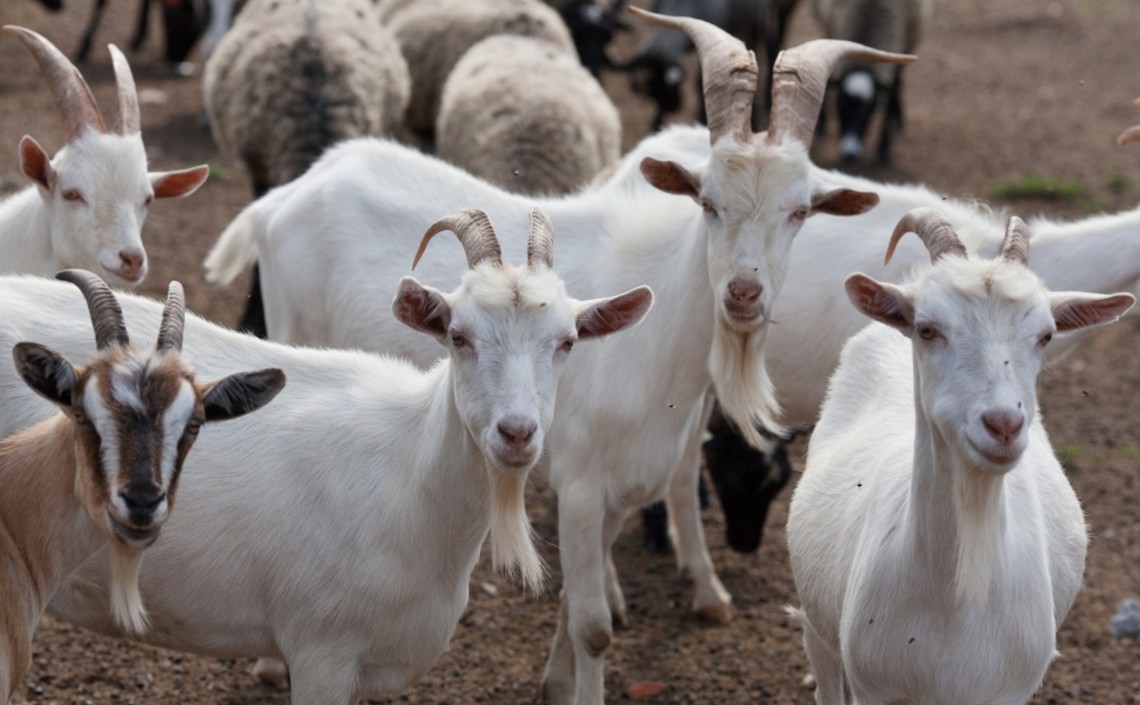 Поголовье овец и коз увеличилось в хозяйствах Нижегородской области / Агро-Матик