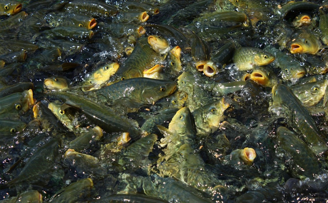 Отечественные аквафермеры нарастили производство товарной рыбы и беспозвоночных  / Агро-Матик