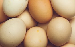 Ульяновская область начнёт производство инкубационного яйца / Агро-Матик