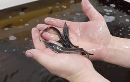 Татарстан ожидает роста производства рыбы и рыбопосадочного материала / Агро-Матик