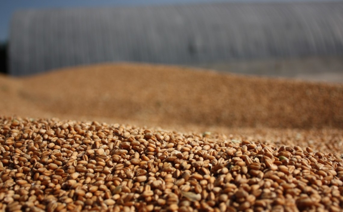 Эксперты предупредили об обвале цен на пшеницу / Агро-Матик