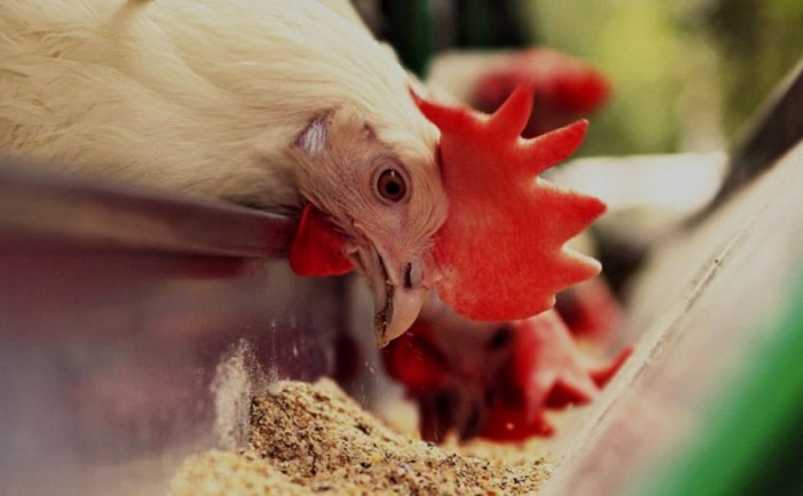 В ближайшее десятилетие в ЕС должен вырасти спрос на корма для птицы / Агро-Матик