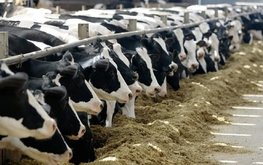 Башкирский СПК-колхоз имени Куйбышева запустил первую очередь новой молочной фермы / Агро-Матик