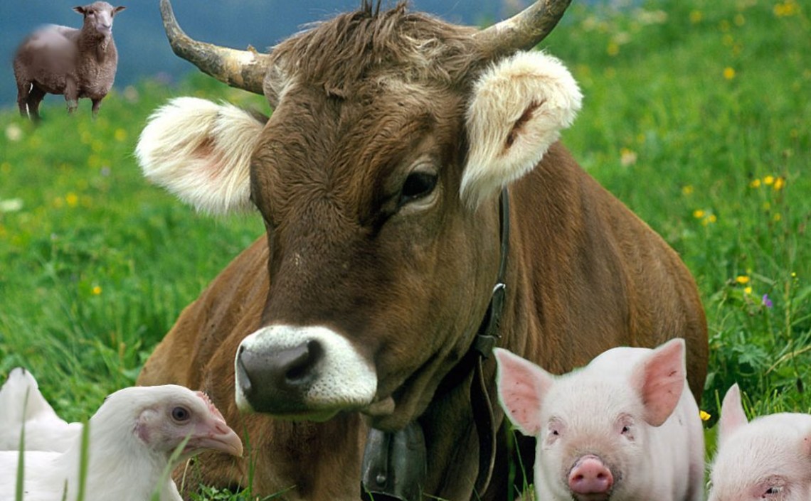 Госдума запрещает ввоз генно-модифицированного корма для скота / Агро-Матик
