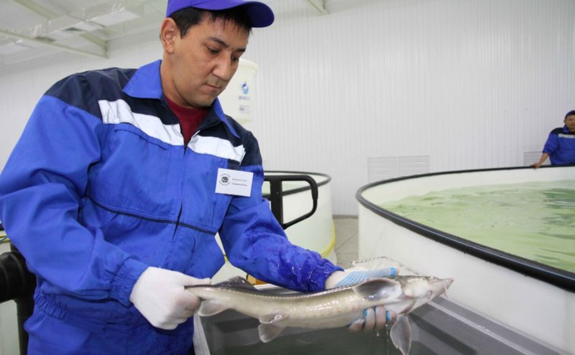 Рыбное хозяйство за 10 лет  принесет Казахстану более двух трлн тенге / Агро-Матик