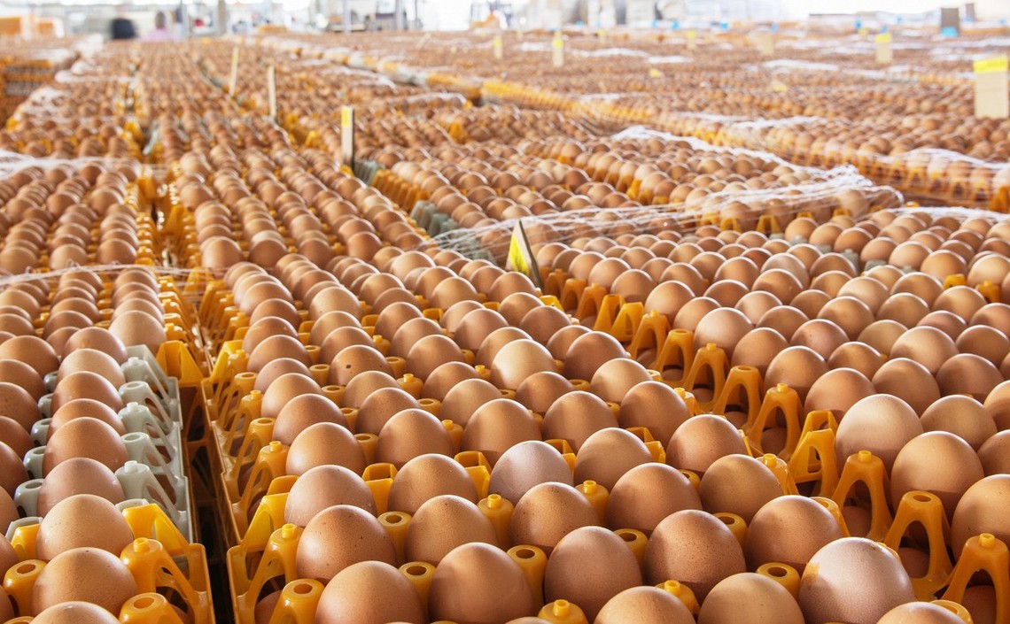 В Украине будут дорожать яйца: названы причины / Агро-Матик