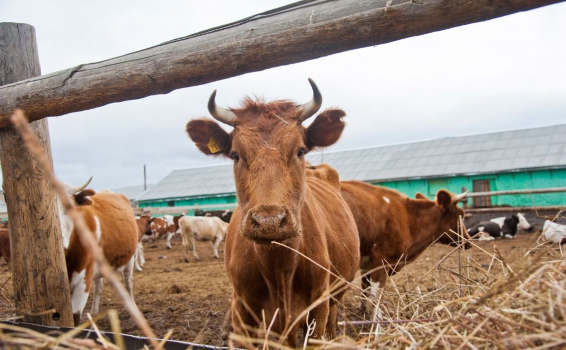 В Волгоградской области растёт поголовье КРС и увеличиваются объёмы производства молока