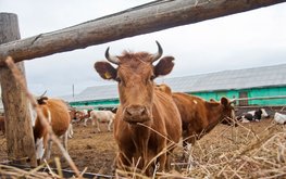 В Волгоградской области растёт поголовье КРС и увеличиваются объёмы производства молока