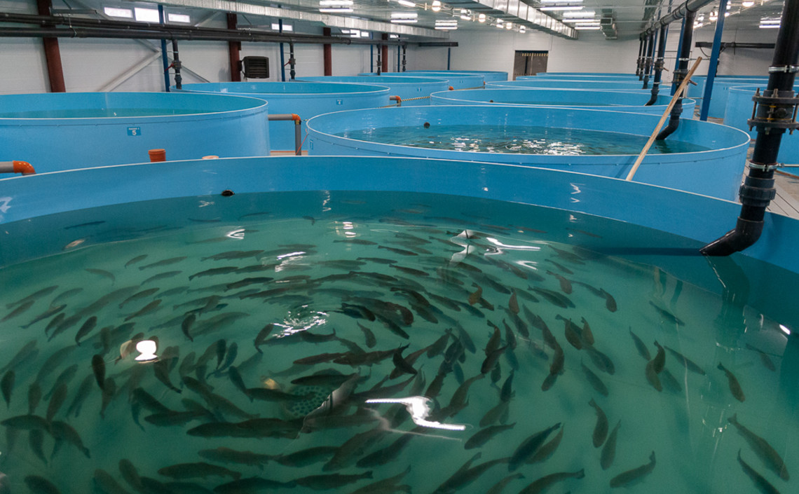 В Тамбовской области прогнозируется увеличение производства товарной рыбы