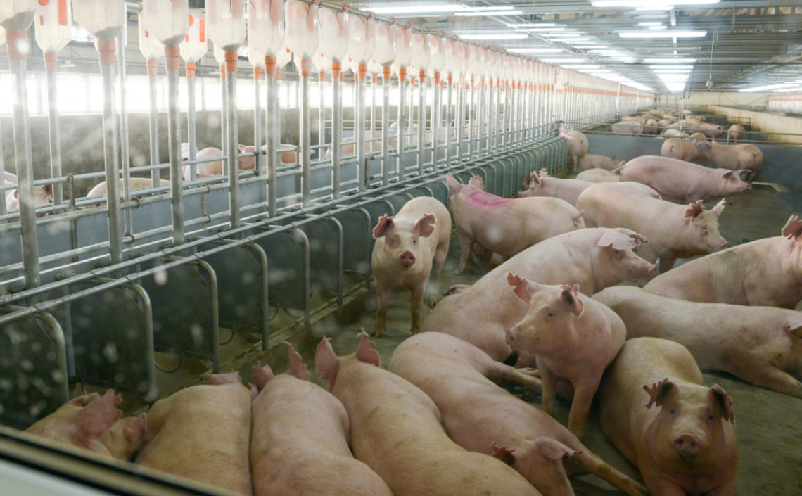 Подмосковные фермеры начали применять новые ветправила по содержанию свиней