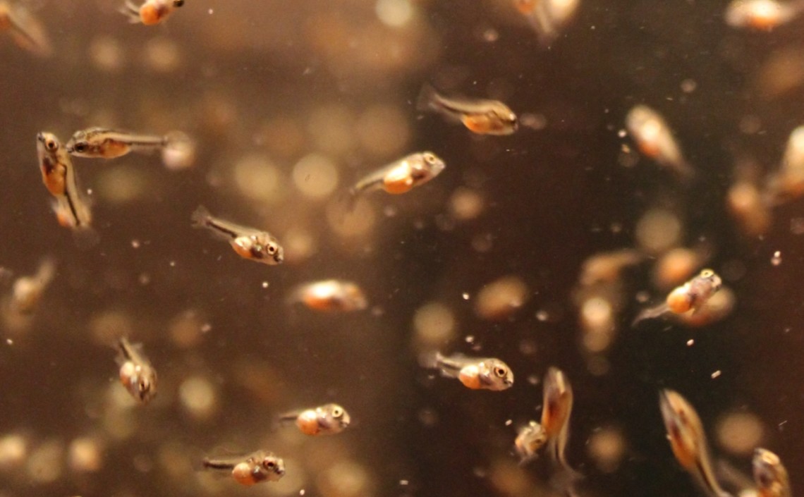 Новые штаммы зоопланктона для аквакультуры создали японские ученые