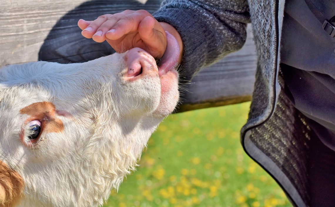 Агро-Матик - для молочного животноводства
