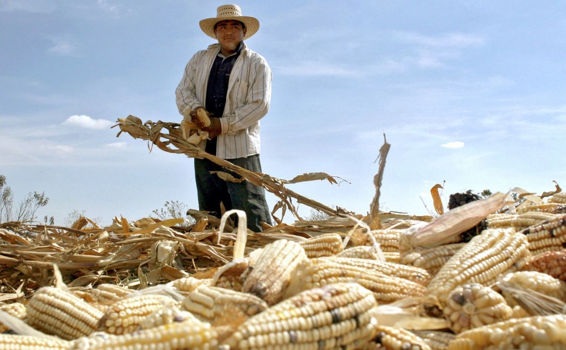 Запрет на ГМО кукурузу введен в Мексике