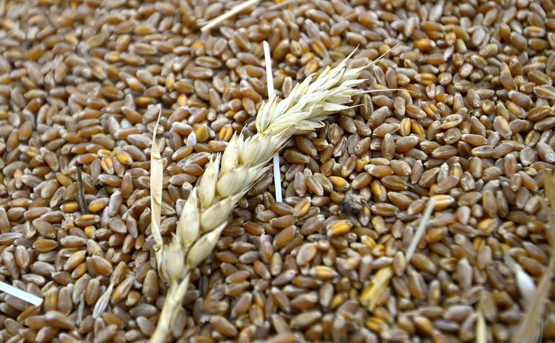 Спрос на зерно для производства муки и комбикорма в России снизился