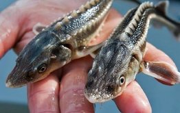 Производство рыбы в Тюменской области в 2020г выросло на 3%