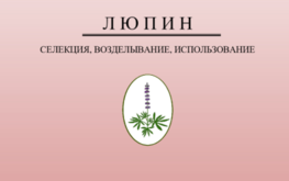 Новая литература о люпине