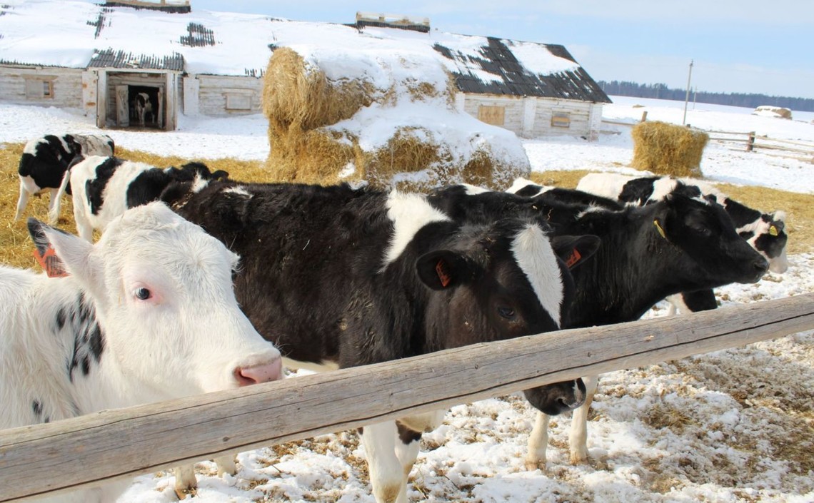 Животноводческое предприятие из Татарстана вышло на 100 тонн молока в сутки