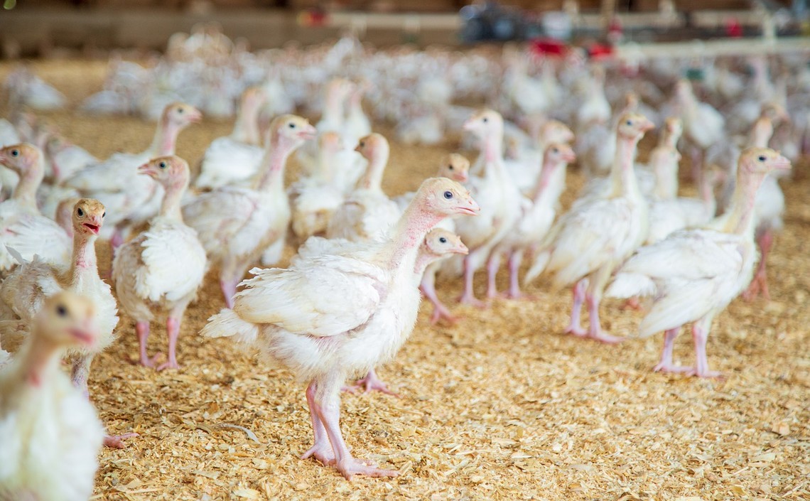Мнение: птицеводам необходимо подготовиться к году высоких и нестабильных цен на корма