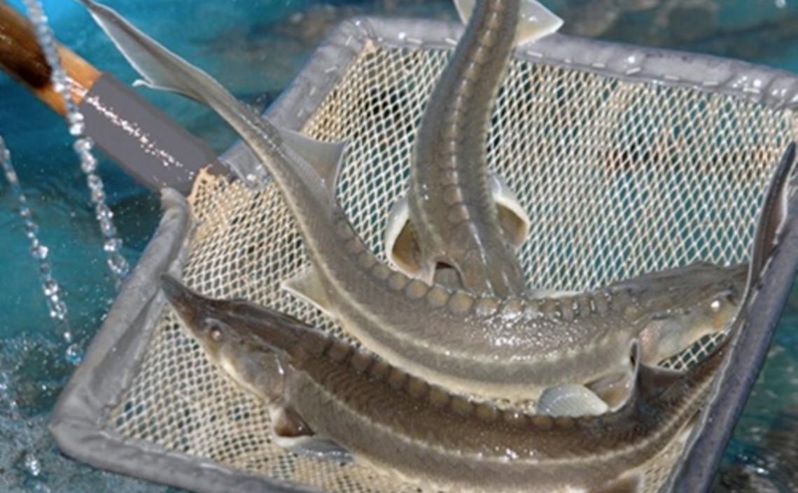 Ученые Казани разработают аквабиотехнологии выращивания ценных видов рыб
