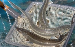 Ученые Казани разработают аквабиотехнологии выращивания ценных видов рыб