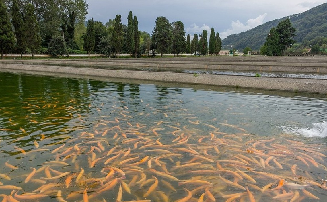 В Северной Осетии создана рабочая группа по развитию рыбоводства