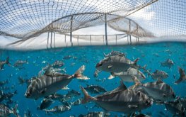 В США призывают Байдена сделать приоритетным местное производство морепродуктов