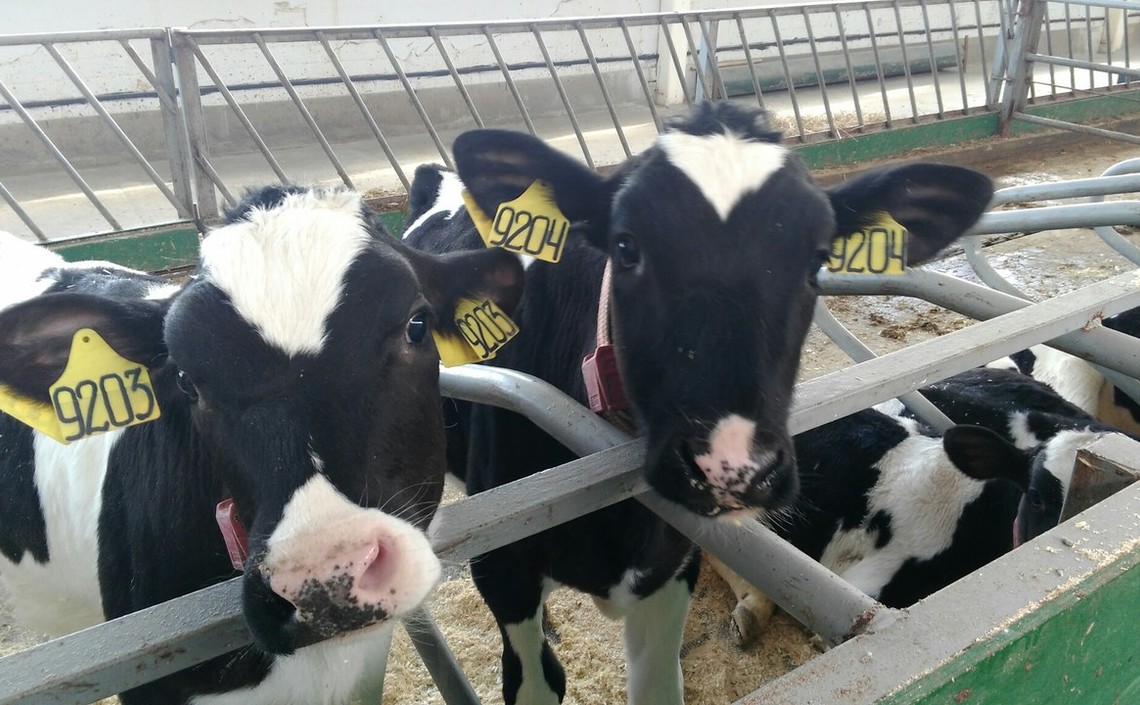 Ученые продолжают изучать эффективность применения белкового концентрата «Агро-Матик» в молочном животноводстве