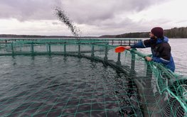 Мишустин поручил подготовить предложения по рыбоводству в водоохранных зонах