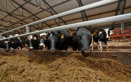 Нижегородские аграрии показали лучший результат по производству молока с 1996 года