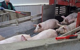 В Липецкой области построят центр искусственного осеменения свиней