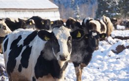 В Удмуртии производство молока в январе 2021 года выросло на 12%