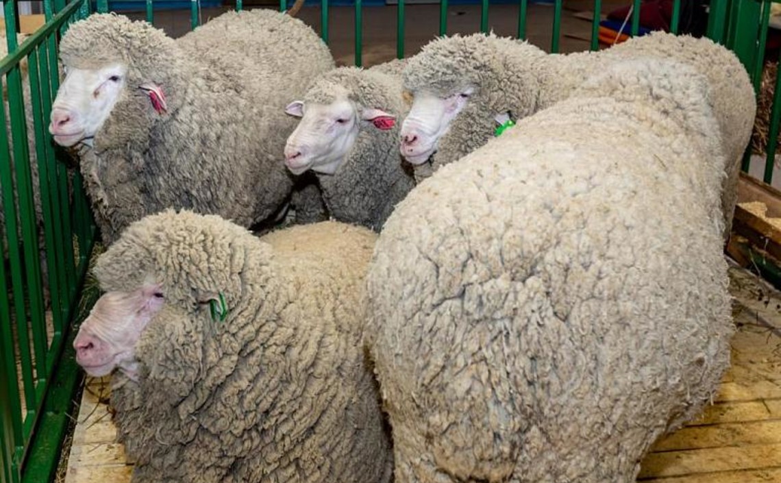 На Ставрополье впервые выделят овцеводам 18 млн рублей господдержки