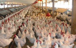 Производство птицы в Подмосковье за январь 2021 года увеличилось на 2,3%
