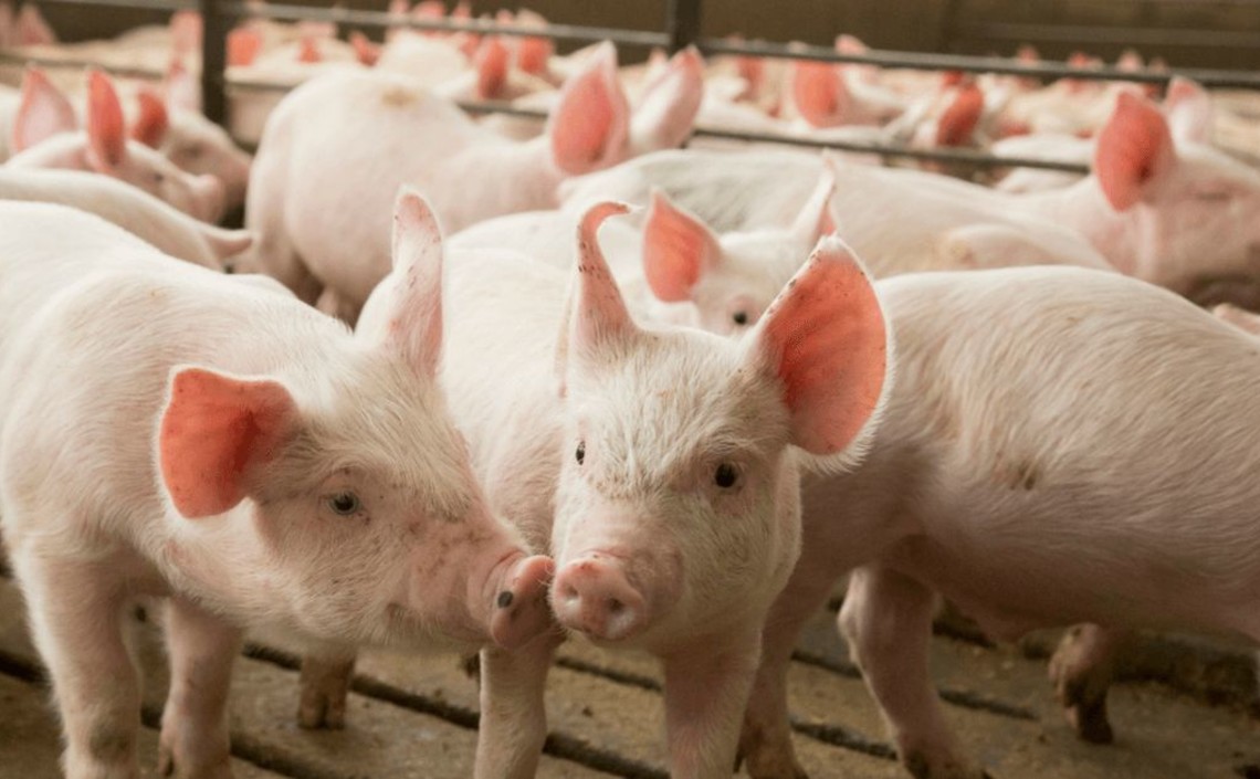 В Казахстане появится свиноферма за миллионы евро