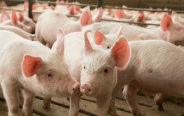 В Казахстане появится свиноферма за миллионы евро