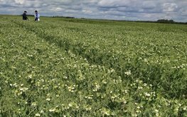 Татарстанские ученые разработали приемы интенсификации производства растительного белка