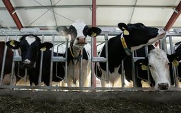 Ульяновские фермеры бьют советские рекорды по выработке молока