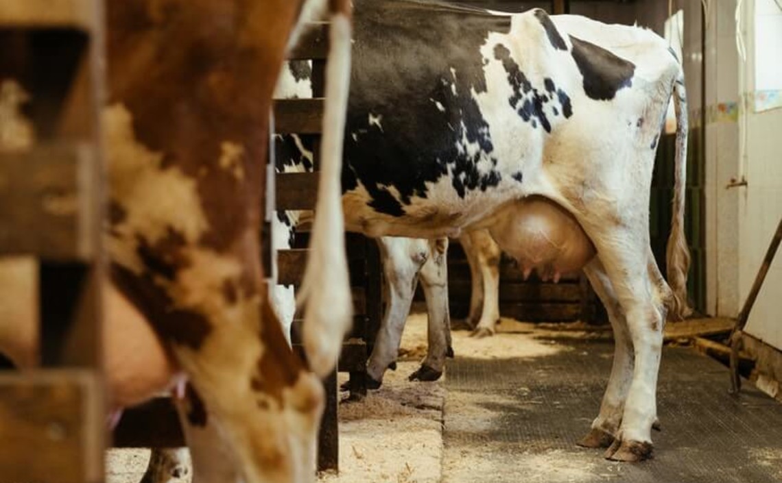 Эфирное масло из орегано помогает увеличивать надои у коров