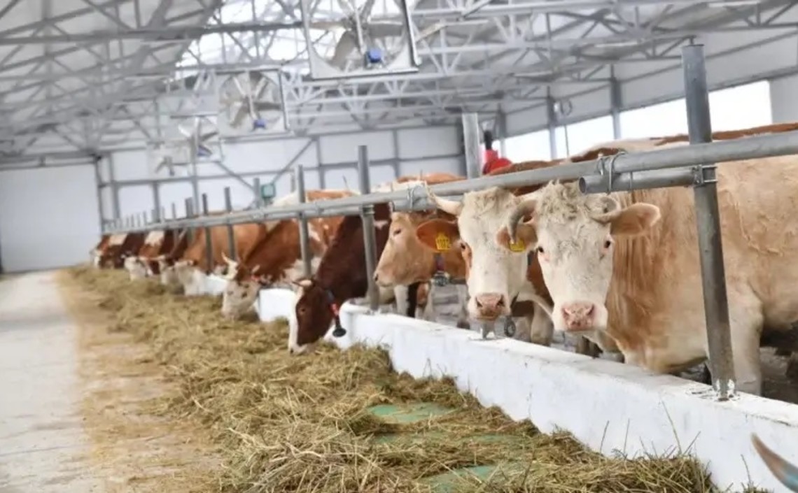 В Саратовской области начала работу роботизированная молочная ферма
