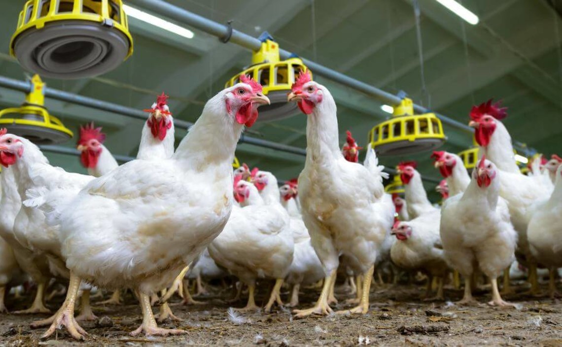 Минсельхоз предложил новые меры поддержки птицеводческих предприятий