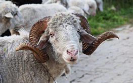 На поддержку производителей баранины в Дагестане выделено более 200 млн рублей