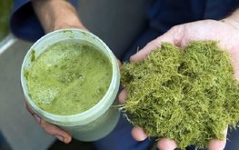 В Ирландии планируют перерабатывать траву в ряд кормовых продуктов