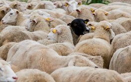 Аграрии Ставрополья начали подготовку к массовой окотной кампании