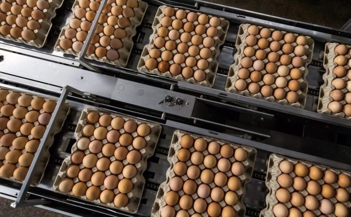 В Пензенской области растёт производство продукции животноводства